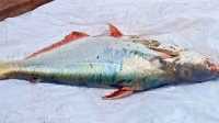 ছবি
