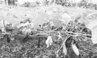ছবি