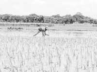 ছবি