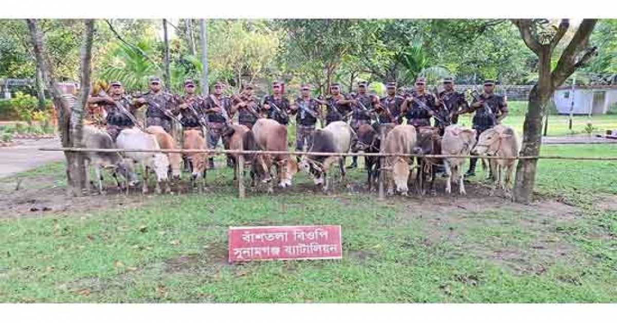 দোয়ারাবাজারে ১২টি ভারতীয় গরু আটক