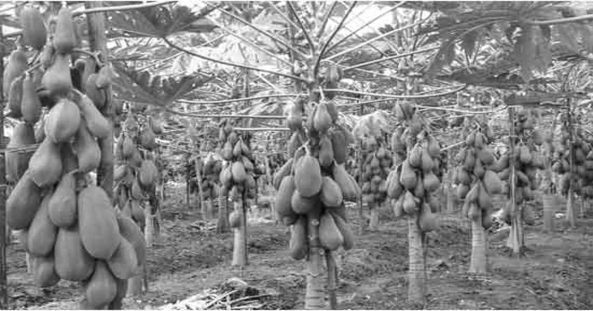 মধুপুরে ৪শ কোটি টাকার পেঁপে বিক্রির সম্ভাবনা