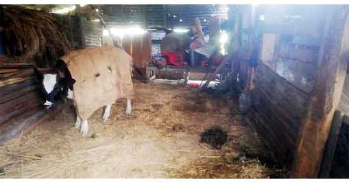 শেরপুরে আবারো কৃষকের গরু চুরি