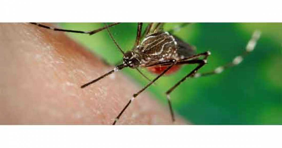 ডেঙ্গুতে আক্রান্ত আরও ৪৩০ জন