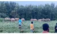 ছবি