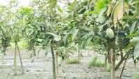 ছবি