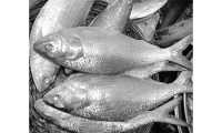 ছবি