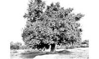 ছবি