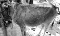 ছবি