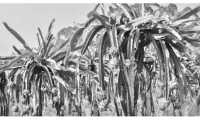 ছবি