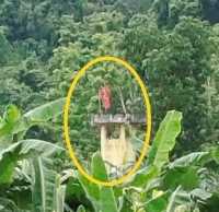 ছবি
