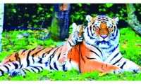 ছবি