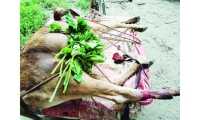 ছবি