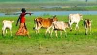 ছবি