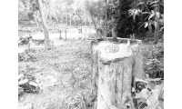 ছবি