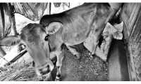 ছবি