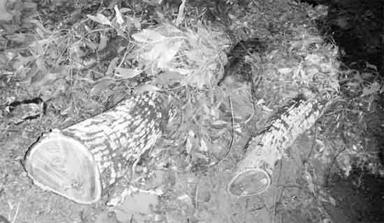 Mushak tanasi porno Mashhurlarning yalangoch fotosuratlari