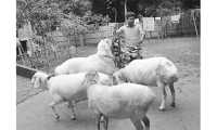 ছবি