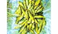 ছবি
