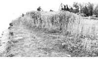 ছবি