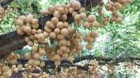 ছবি