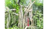 ছবি