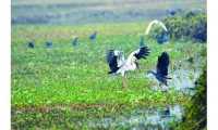 ছবি