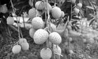 ছবি