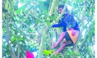 ছবি