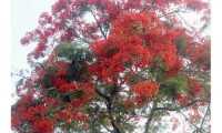 ছবি