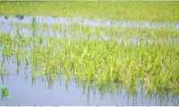 ছবি