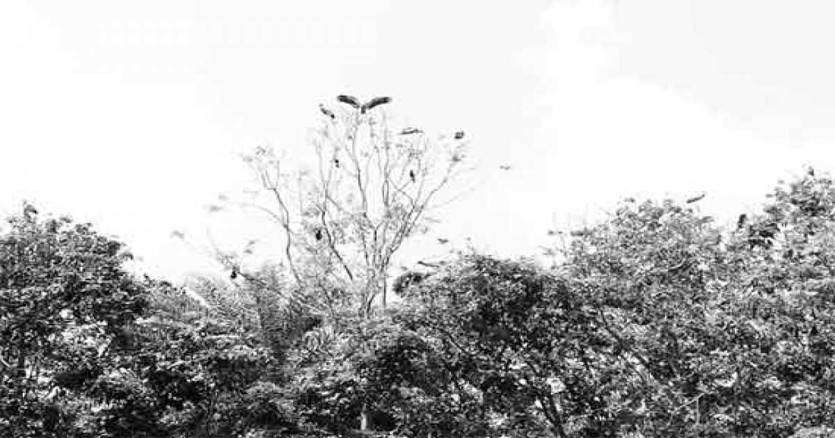 অতিথি পাখির আগমনে মুখরিত শিবরামপুর গ্রাম