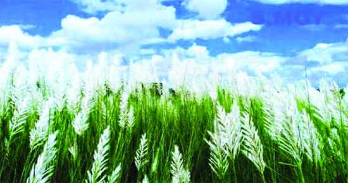 কোনো এক শরৎসন্ধ্যা : কোথায় পাব তারে