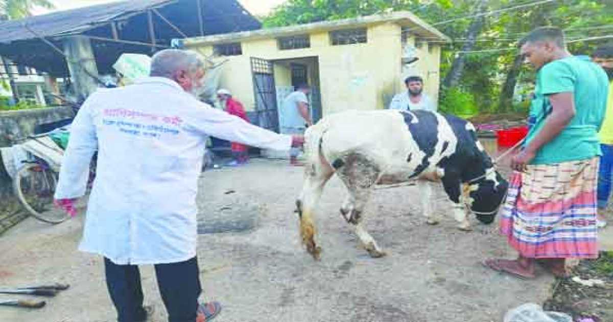পীরগাছায় অ্যানথ্রাক্স আতঙ্ক, পর্যাপ্ত ভ্যাকসিন আছে জানালেন ইউএনও