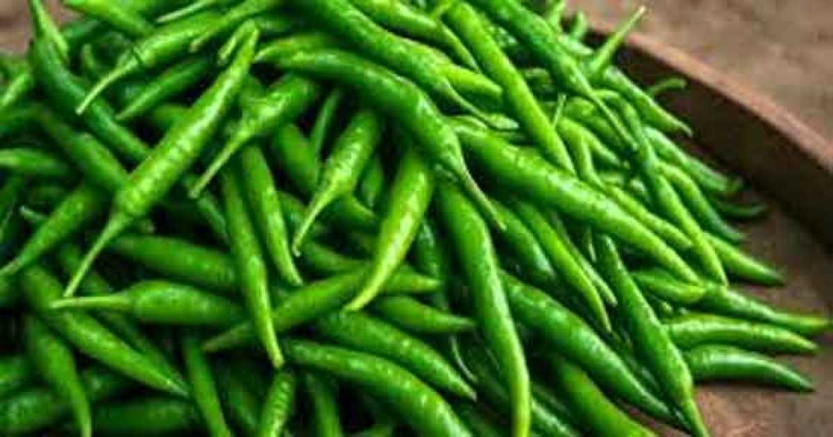 কাঁচামরিচের দাম আবারও ৩০০ টাকা ছাড়ালো