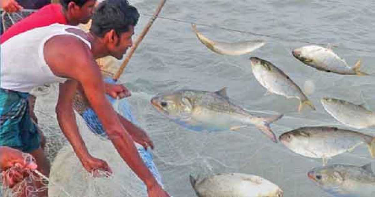 ২২ দিন ইলিশ ধরা, বহন, বাজারজাত নিষিদ্ধ
