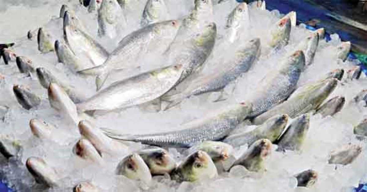 ভারতে ১৪ দিনে ২০ কোটি টাকার ইলিশ রপ্তানি