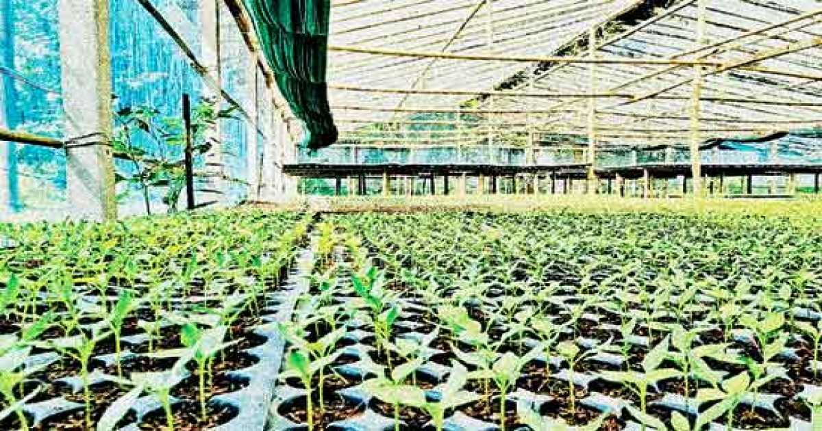 গ্রিনহাউসের আদলে দেশীয়  কৃষিতে পলিনেট হাউস