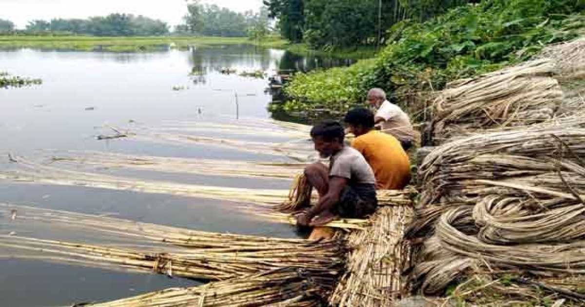 ফুলবাড়ীতে ভালো দাম পেয়ে খুশি পাট চাষিরা, আগ্রহ বাড়ছে অন্যদের
