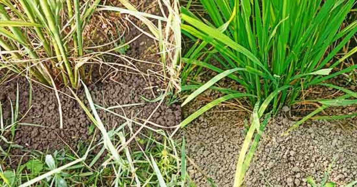পূর্বধলায় ইঁদুর ও পোকার আক্রমণে আমন ফসলে ব্যাপক ক্ষতির আশঙ্কা