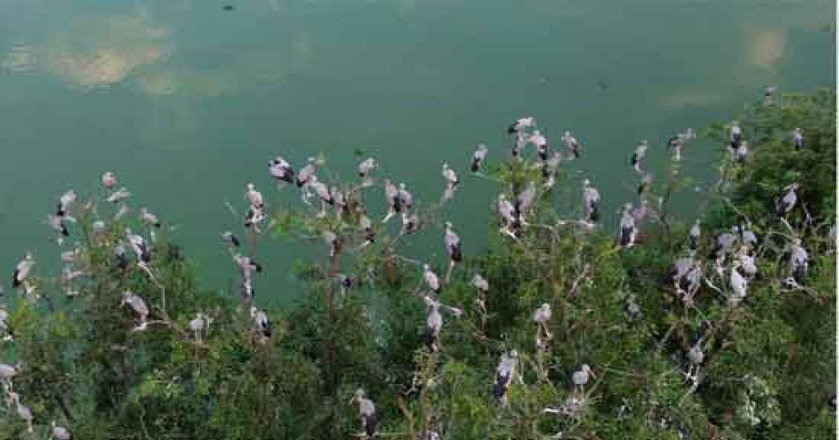 সিরাজগঞ্জে শীতের আগেই অতিথি পাখির আগমন