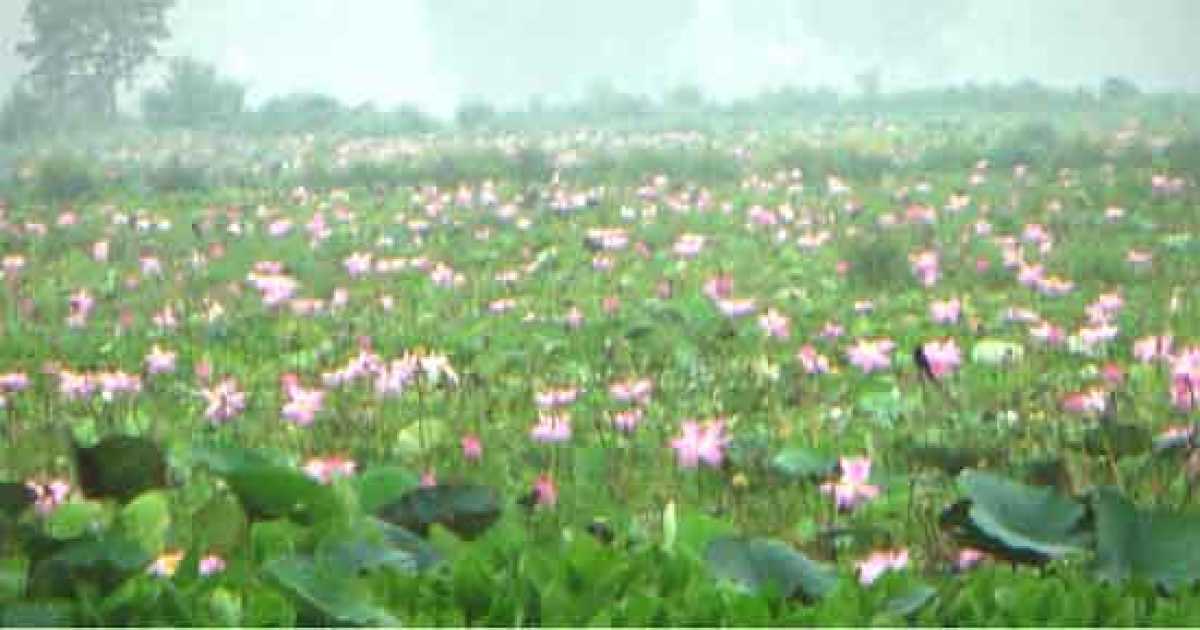 সিংরইল বিলে পদ্মফুলের নয়নাভিরাম সৌন্দর্যে মুগ্ধ পর্যটকরা