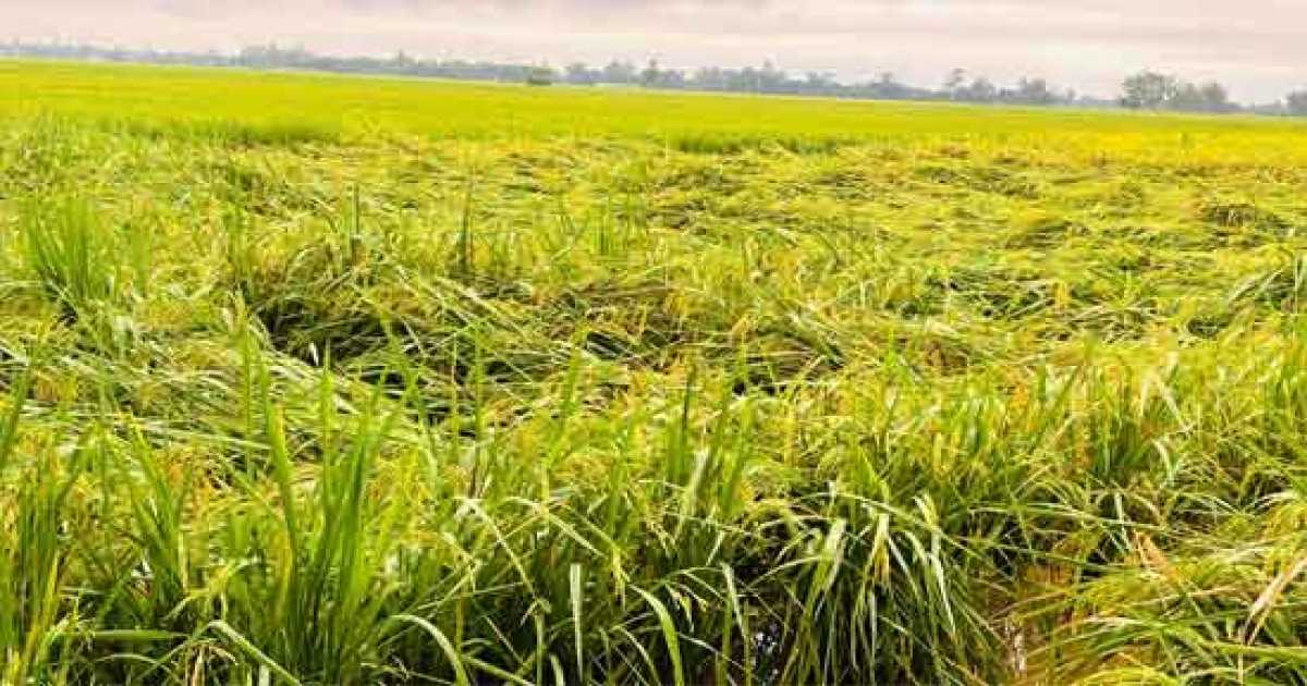 ঠাকুরগাঁওয়ে টানা বৃষ্টিতে আমন ধান ও শীতকালীন সবজির ব্যাপক ক্ষতি