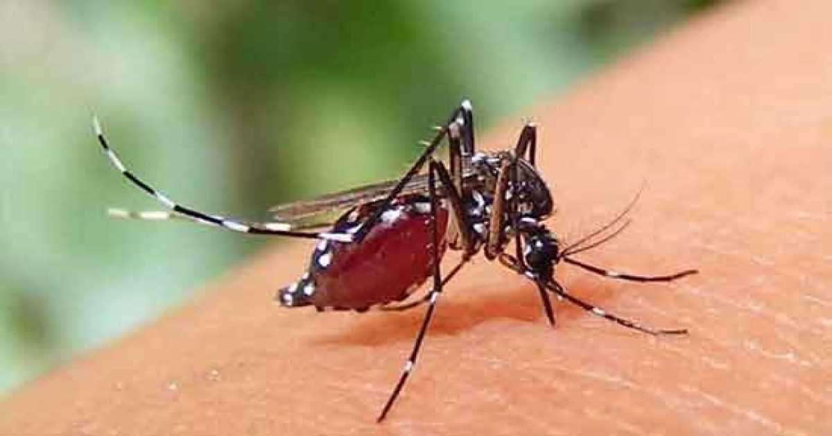 ডেঙ্গু: আক্রান্ত ৫০ হাজার ছাড়িয়েছে
