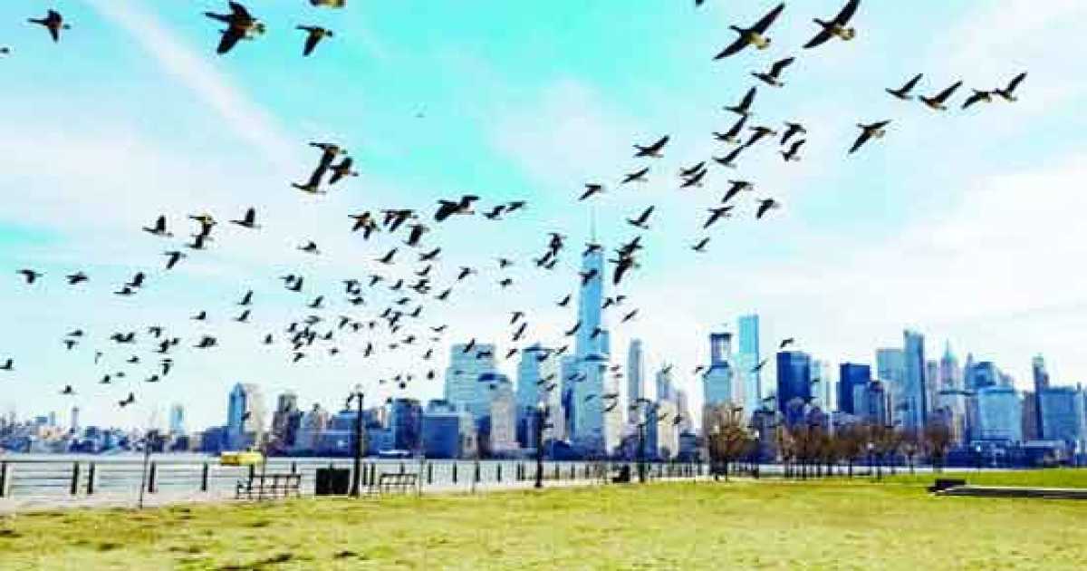 অস্বাভাবিক আচরণ করছে পাখিরা: বিজ্ঞানীদের সতর্কতা