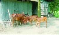 ছবি