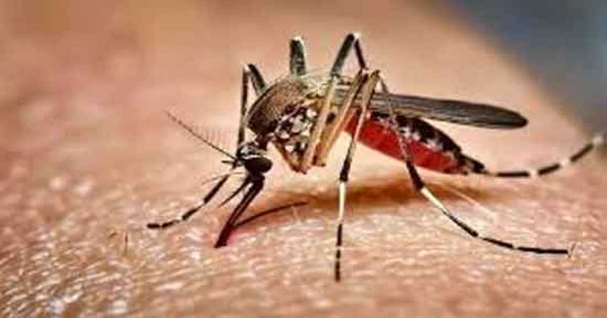 ডেঙ্গু: আরও ৭৮১ জন হাসপাতালে, মৃত্যু ৪ জন