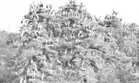 ছবি
