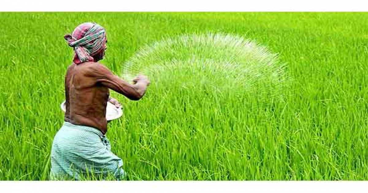 মানিকগঞ্জে বেঙ্গল মিশ্রিত সার সরবরাহ না থাকায় কৃষকেরা হতাশ