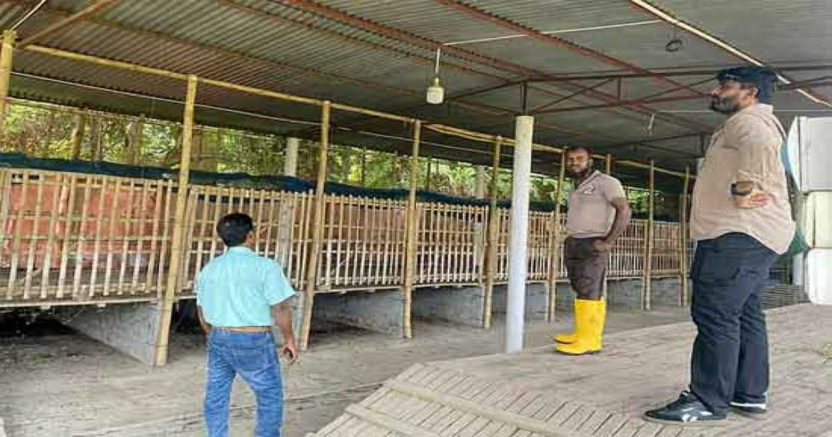 খুলনা বিশ্ববিদ্যালয়ে কুকুরের উৎপাত বন্ধে শুরু হচ্ছে টিকাদান কর্মসূচি