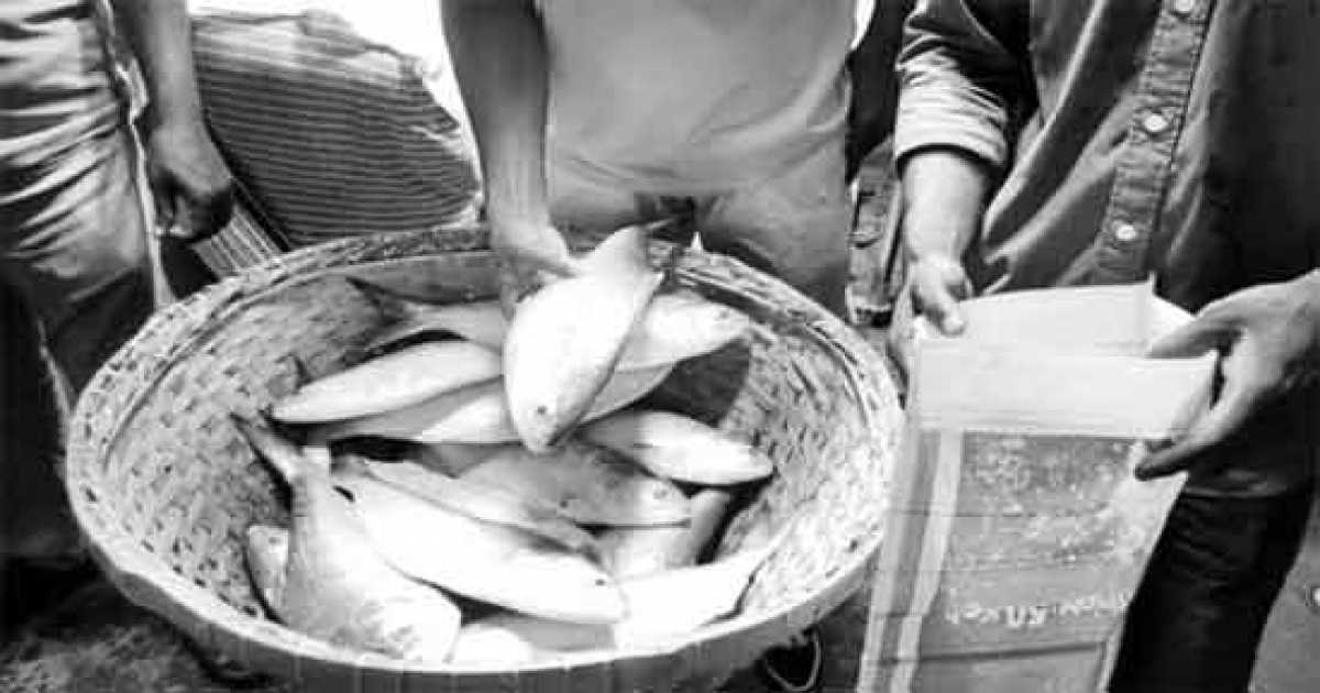 নিষেধাজ্ঞা মানছেনা জেলেরা রায়পুরে  মেঘনা নদীতে ইলিশ ধরার উৎসব
